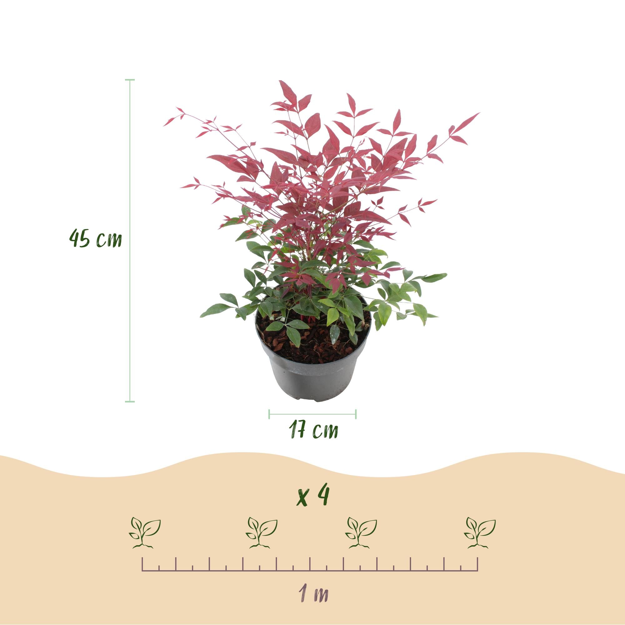 Nandina Obsessed - Rood - 2 Planten - Groenblijvend - Weinig Onderhoud - Pot 17cm Hoogte 45cm