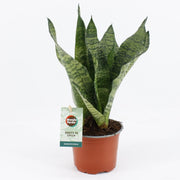 Sansevieria Corail Noir - Ø12cm - ↕35cm