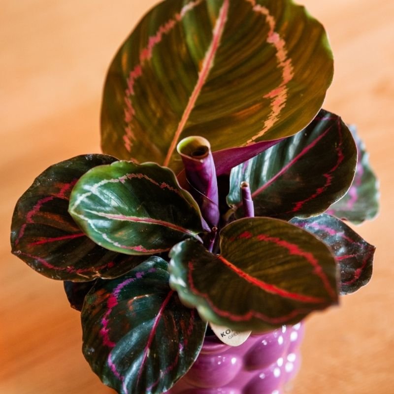 Kolibri Greens | Calathea Dottie - Ø9cm