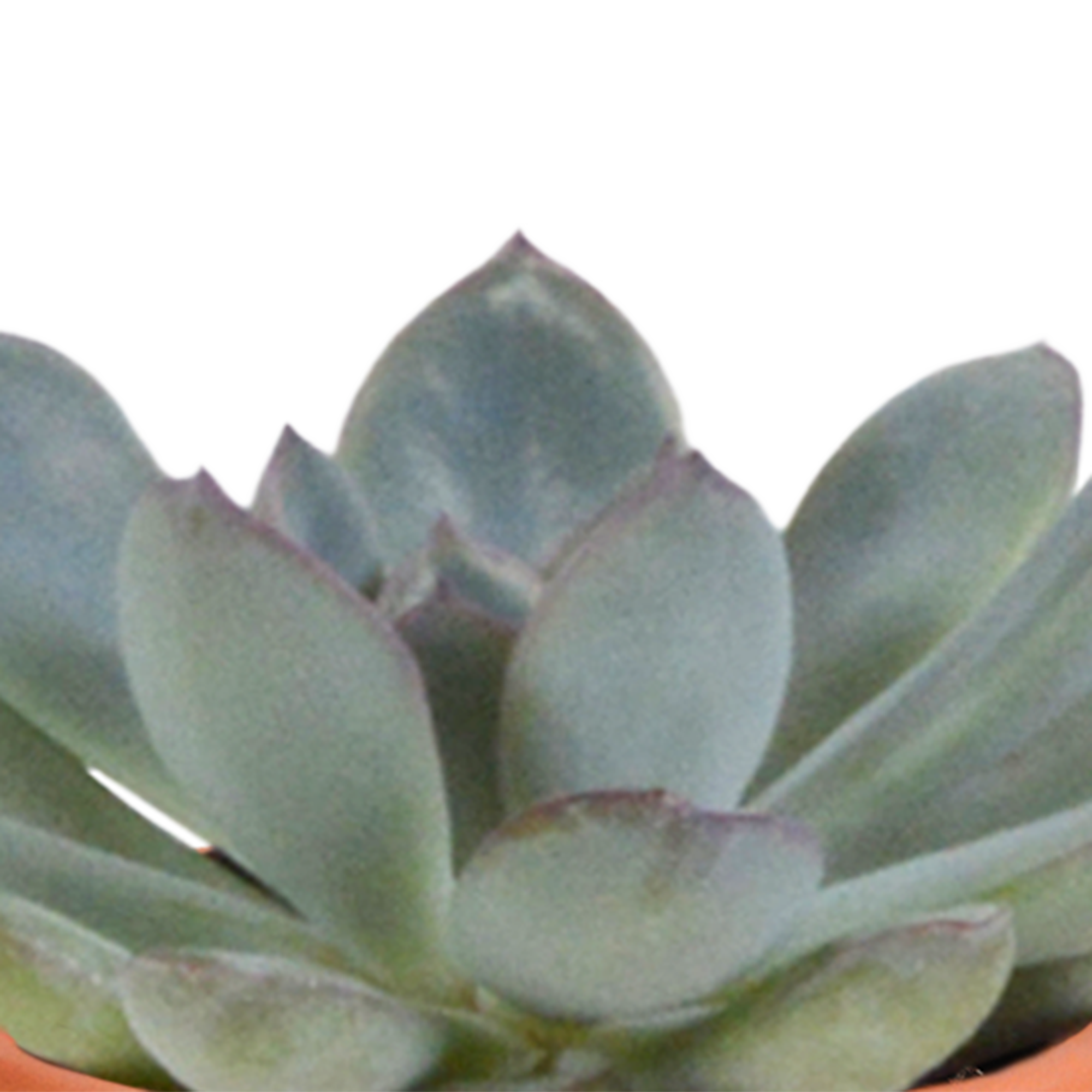 Mix di cactus e piante grasse 5,5 cm | 15 pezzi - in vaso di terracotta