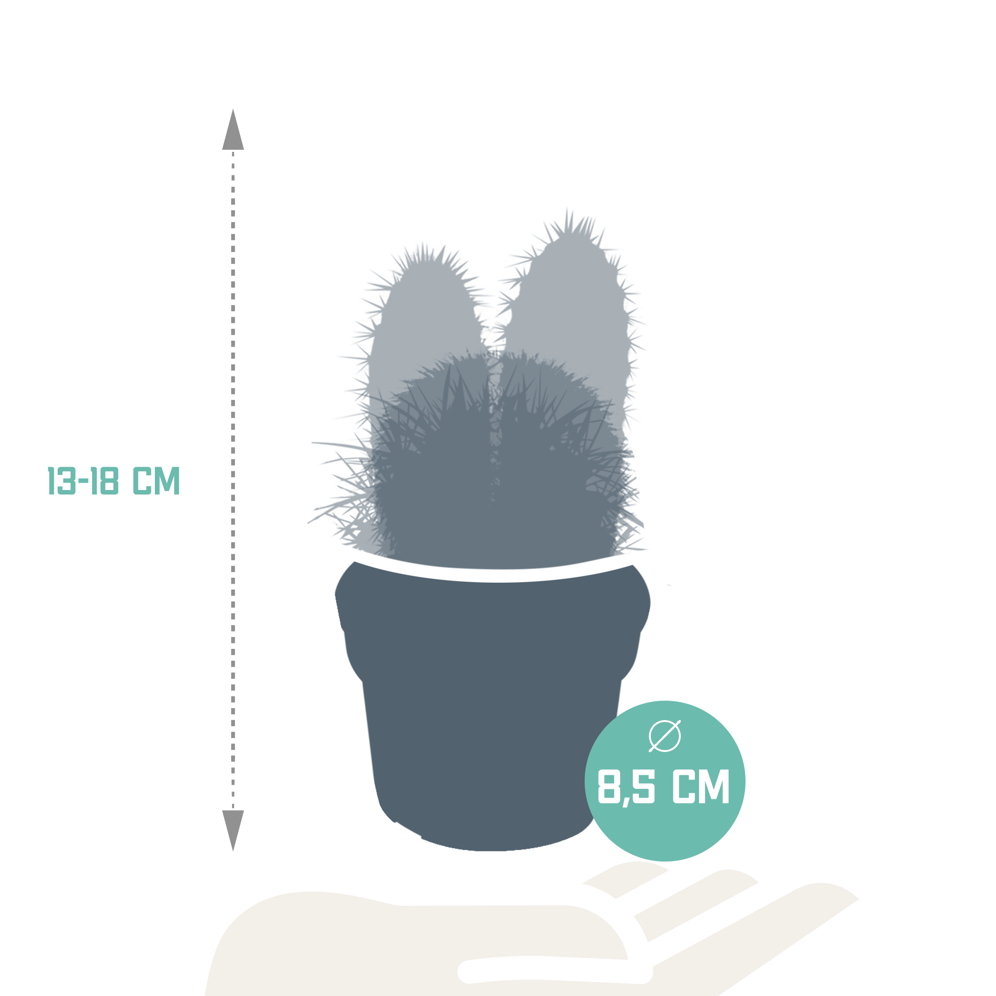 Cactus mix 8.5 cm - 3x - without pot