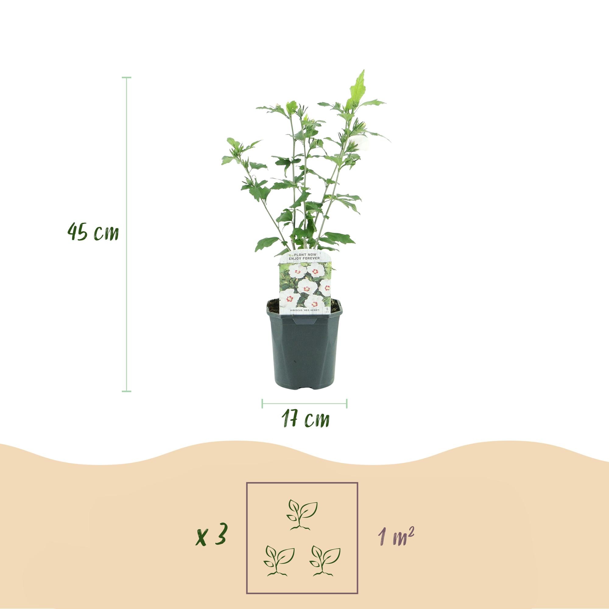 Hibiscus syriacus Red Heart - Tuin Hibiscus - Winterhard - Wit - Rood - 3 Planten - Pot 17cm - Hoogte 45cm