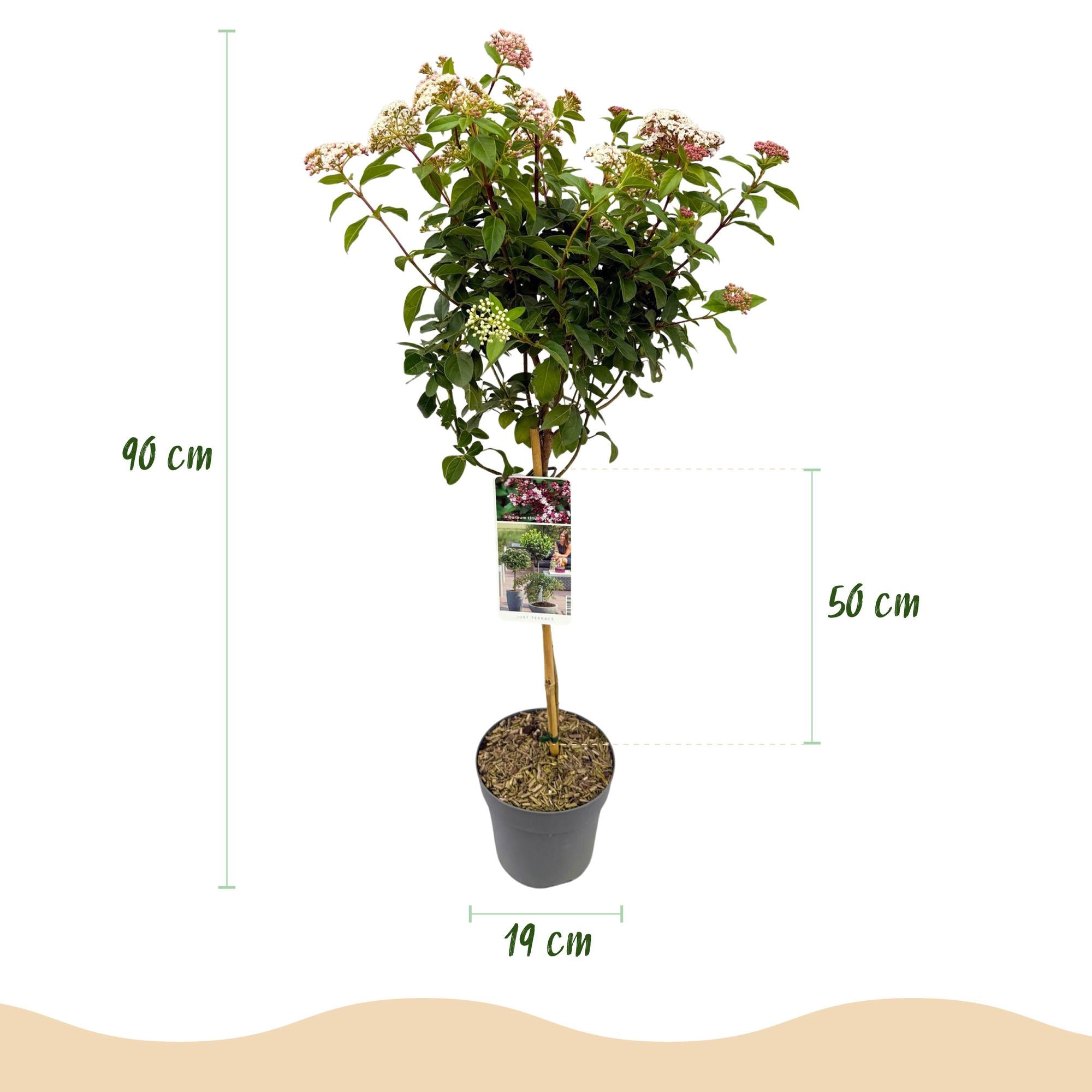 Viburnum tinus - Terras Plant - Bladhoudend - Winterhard - Wit-Roze Bloem - Pot 19cm Hoogte 90cm