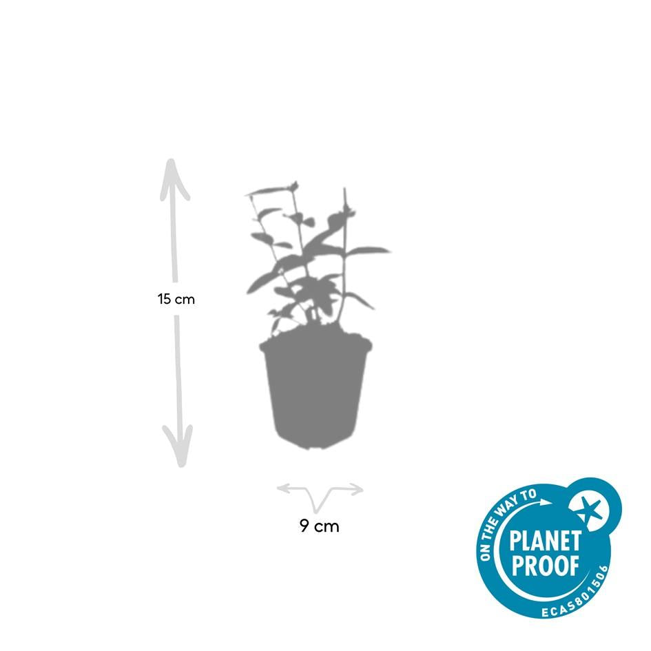 48x Hypericum inodorum 'Annebel' - ↕10-25cm - Ø9cm