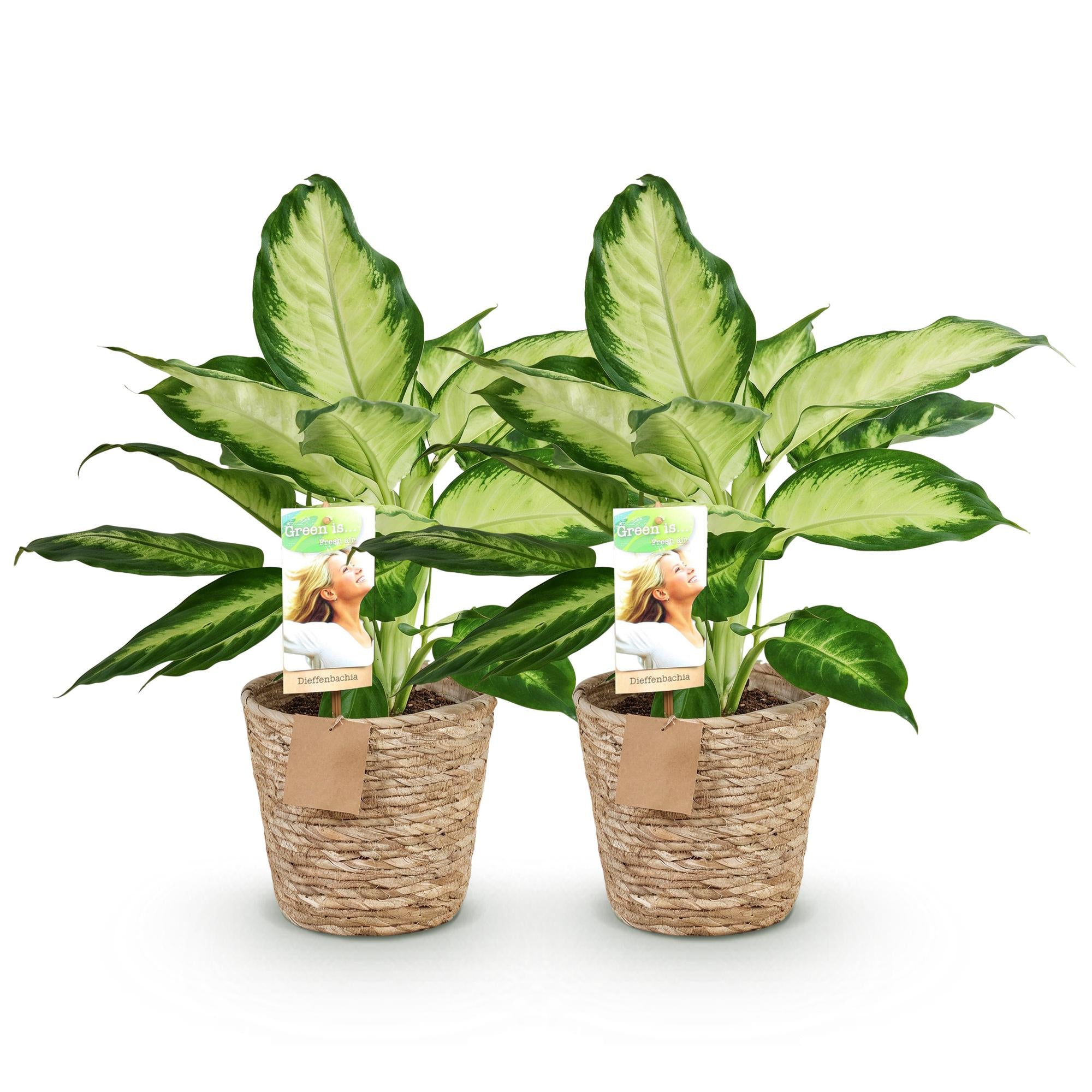 Diefenbachia Camilla - Weinig onderhoud - met mand - Groen - 2 Planten - Pot 17cm - Hoogte 45-50cm