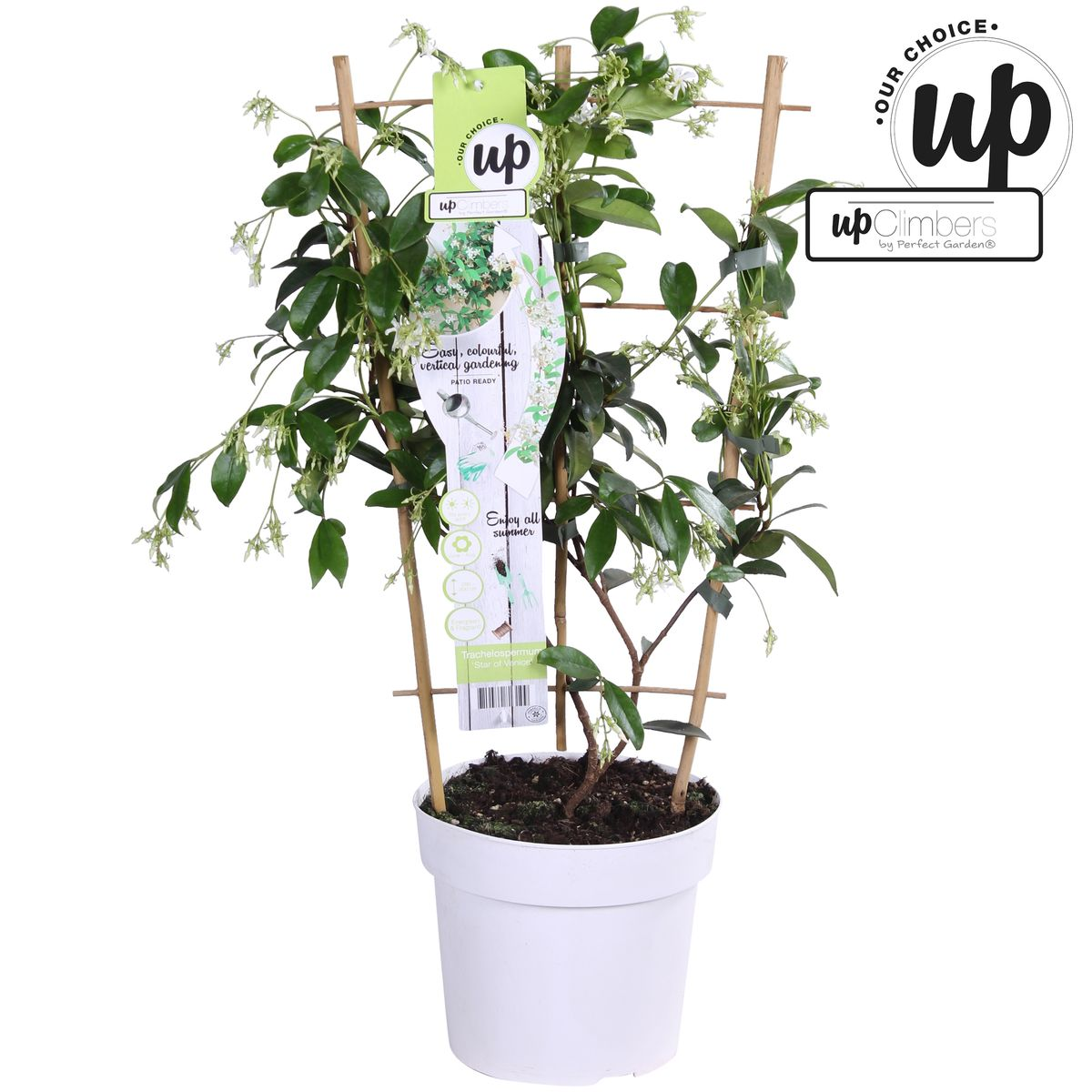 Trachelospermum 'Estrella de Venecia' - Jazmín blanco toscano - Ø15 cm - ↕65 cm