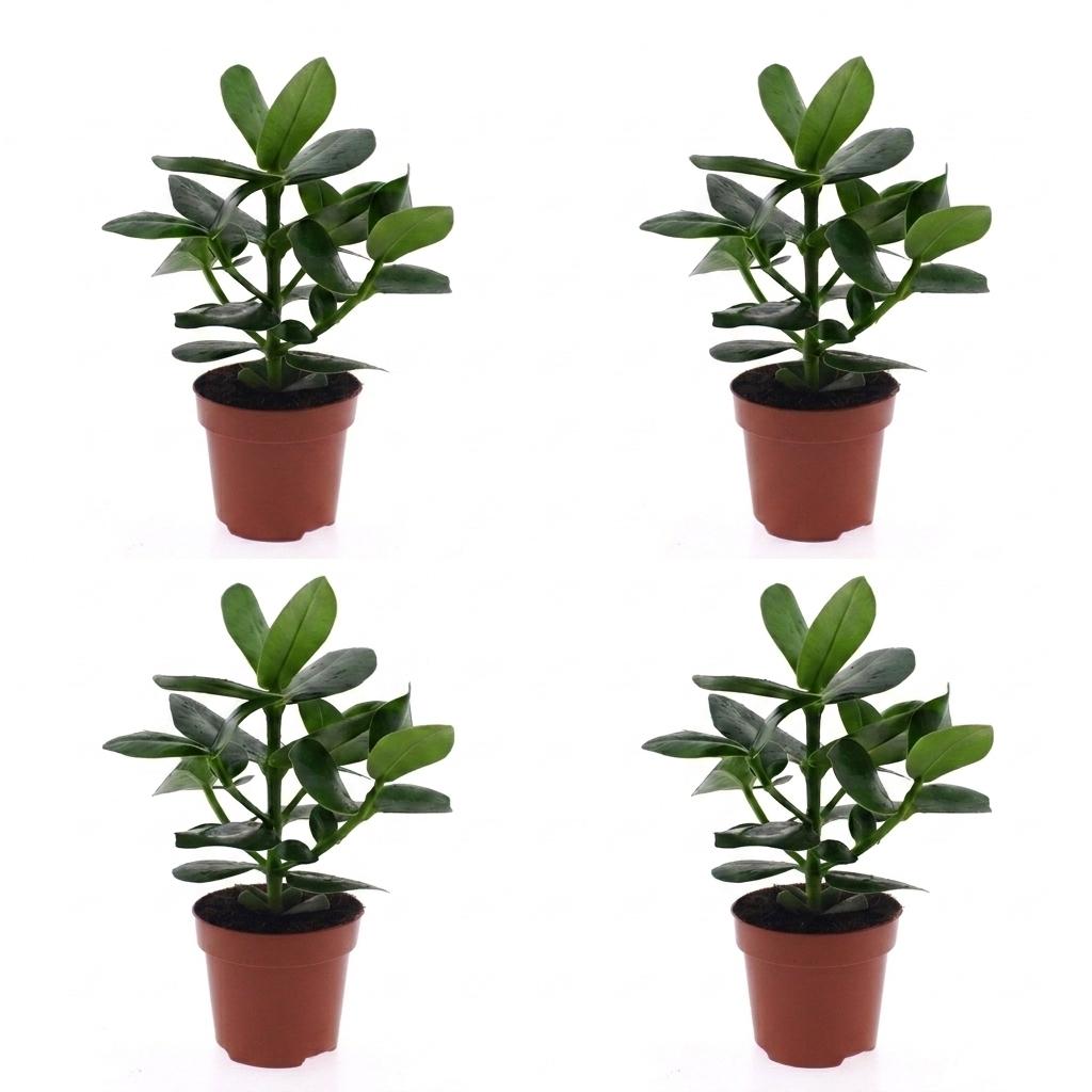 Clusia Princess - 4x - Pot 12cm - Hoogte - 40cm