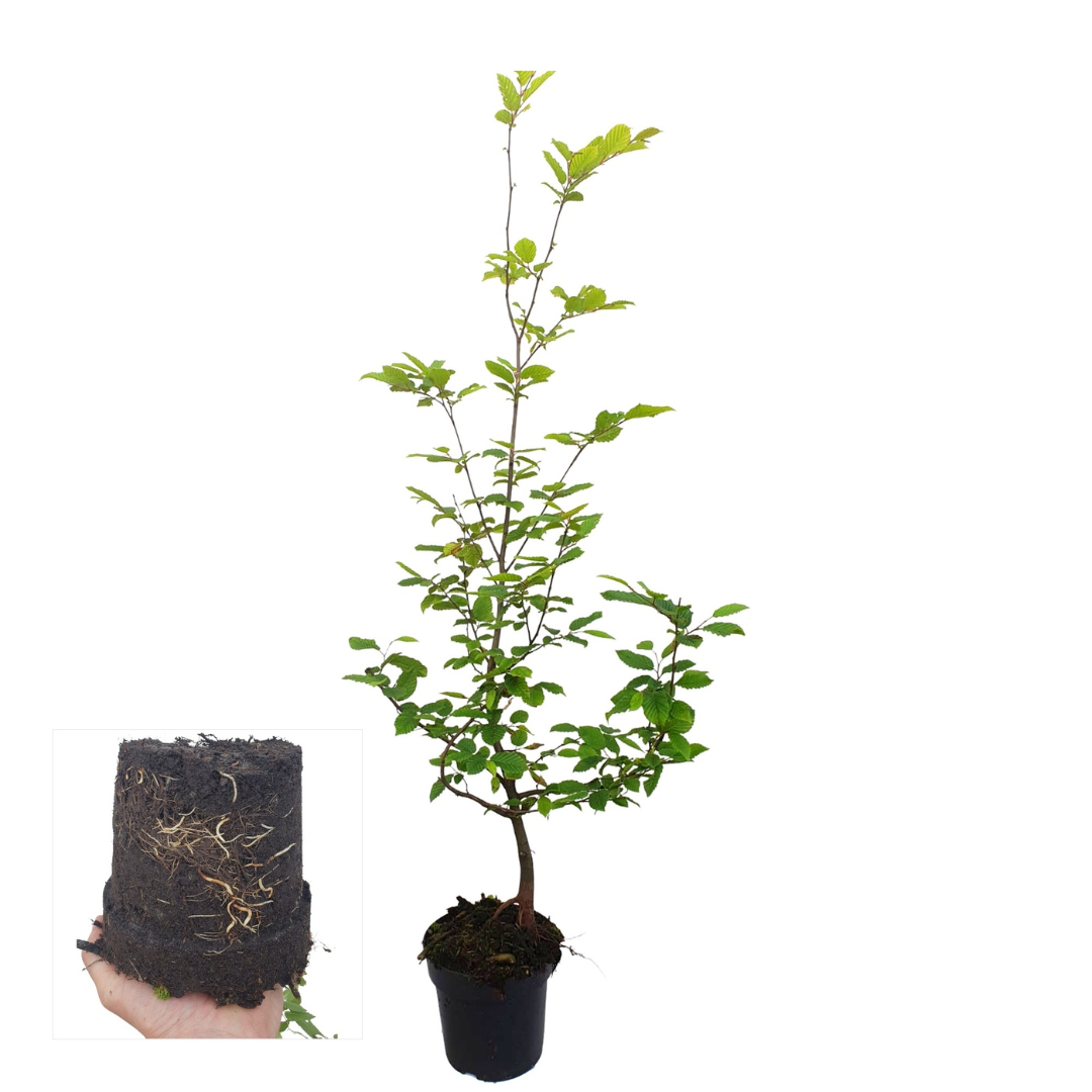 Carpinus Betulus ↕ 60-80 - Ø 19cm - 50x | Mini Pallet