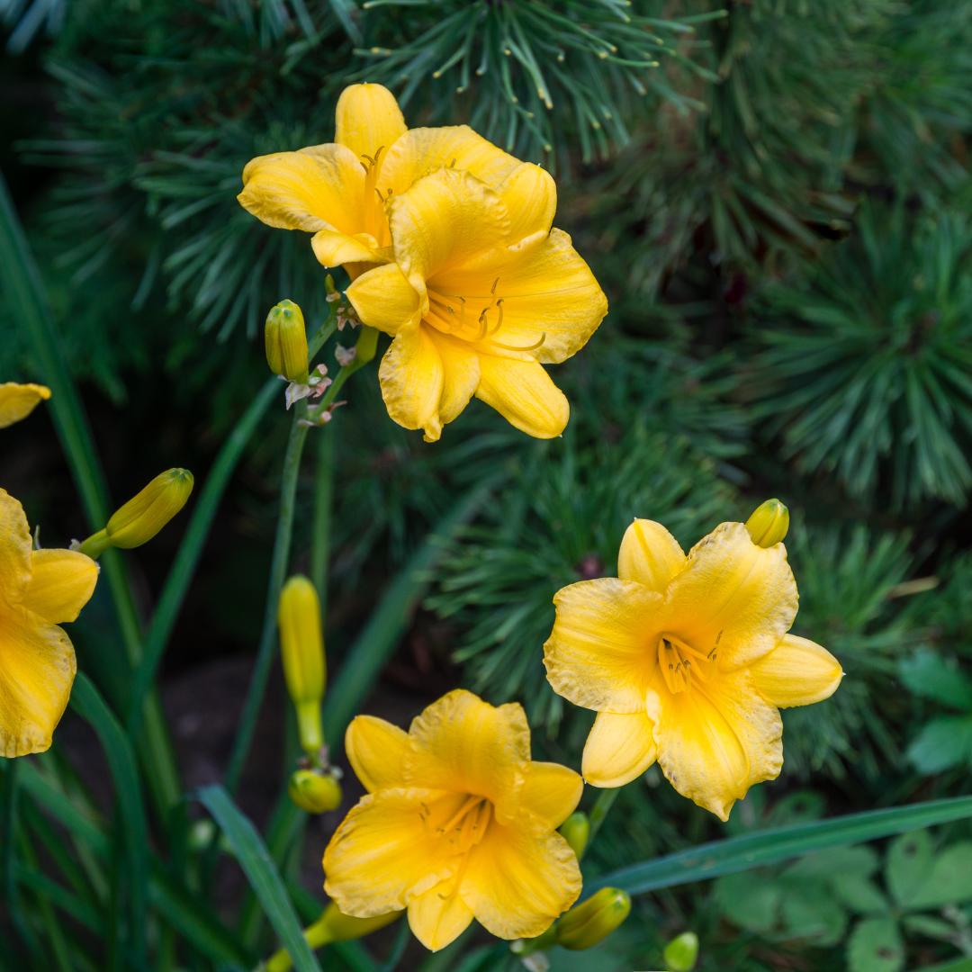 12x Hemerocallis 'Stella de Oro' - ↕10-25cm - Ø9cm