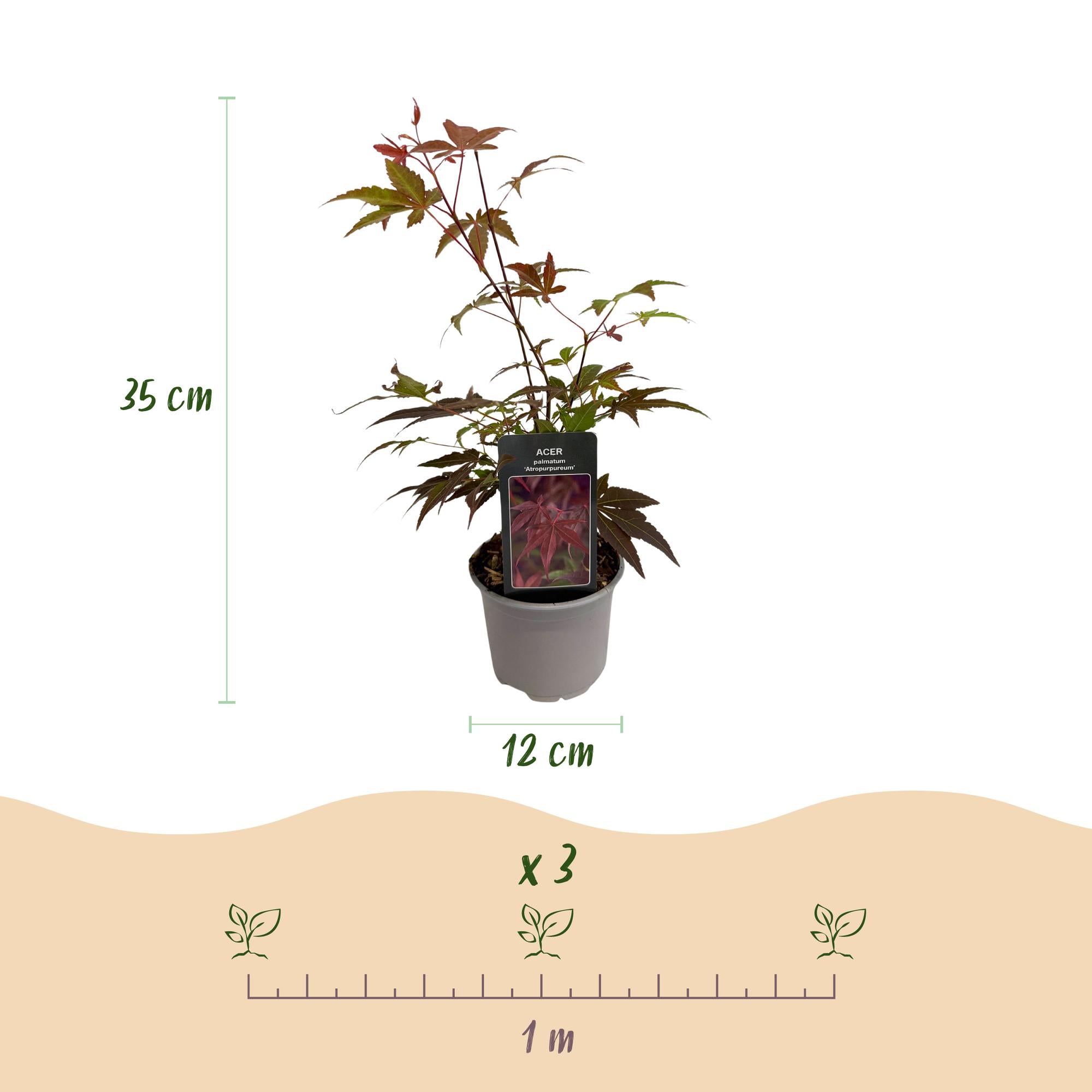 Acer palmatum Atropurpureum - Paars - 3 Planten - Blad verliezend - Weinig Onderhoud - Pot 12cm Hoogte 35cm