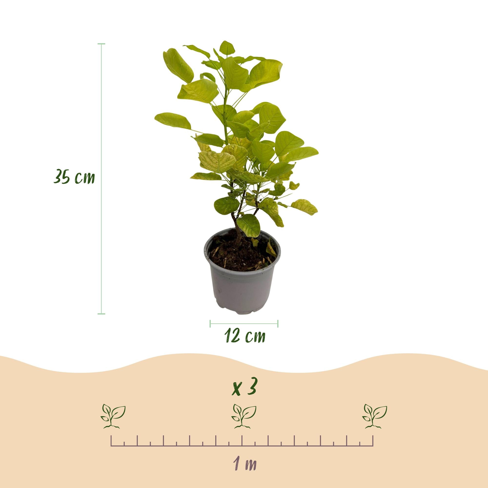 Cotinus coggyria Golden Spirit - Geel - 3 Planten - Bladverliezend - Weinig Onderhoud - Pot 12cm Hoogte 35cm