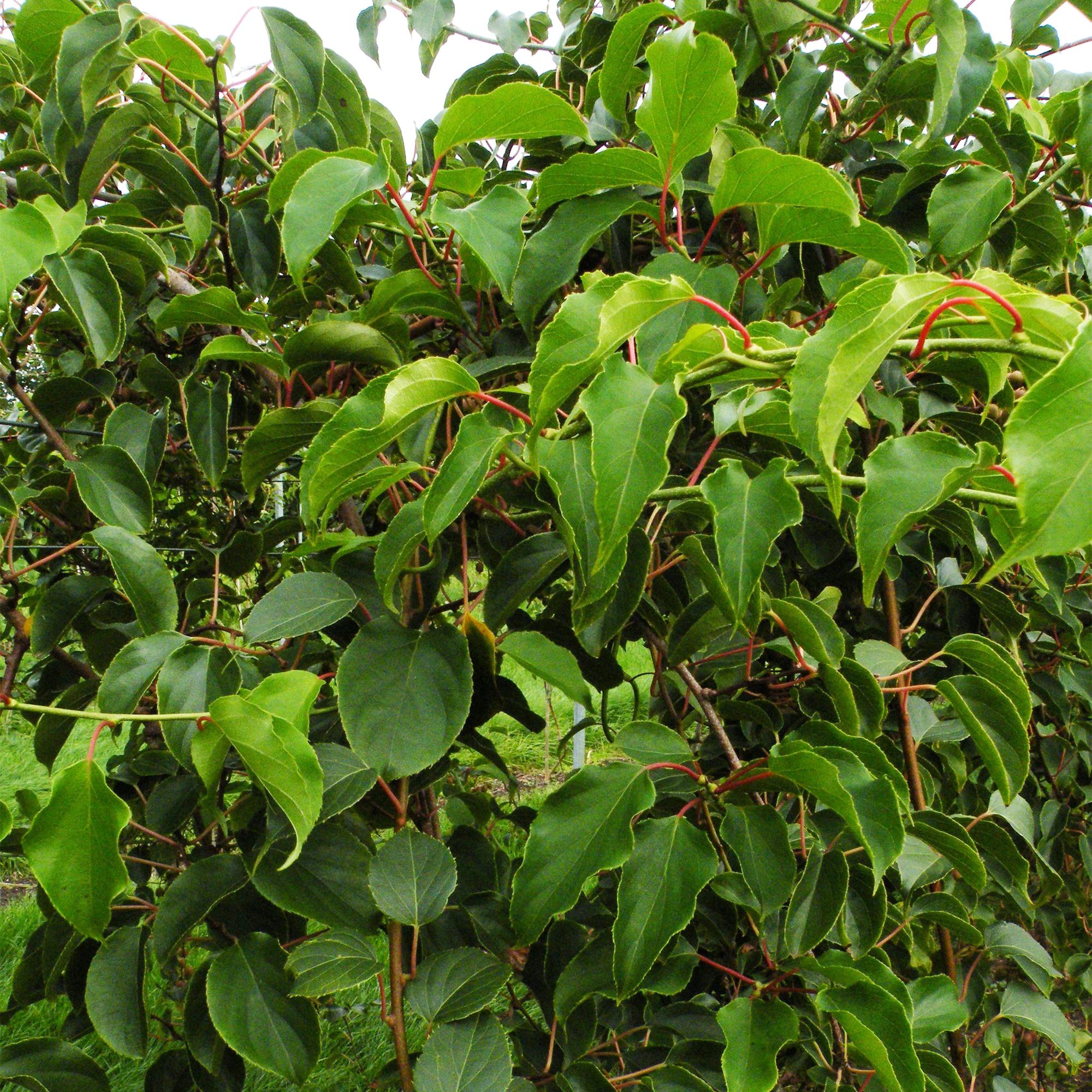 Actinidia arguta Weiki - Kiwiplant - Mannelijk - Rode - Paarse Vruchtjes - 1 Plant - Pot 15cm - Hoogte 50cm