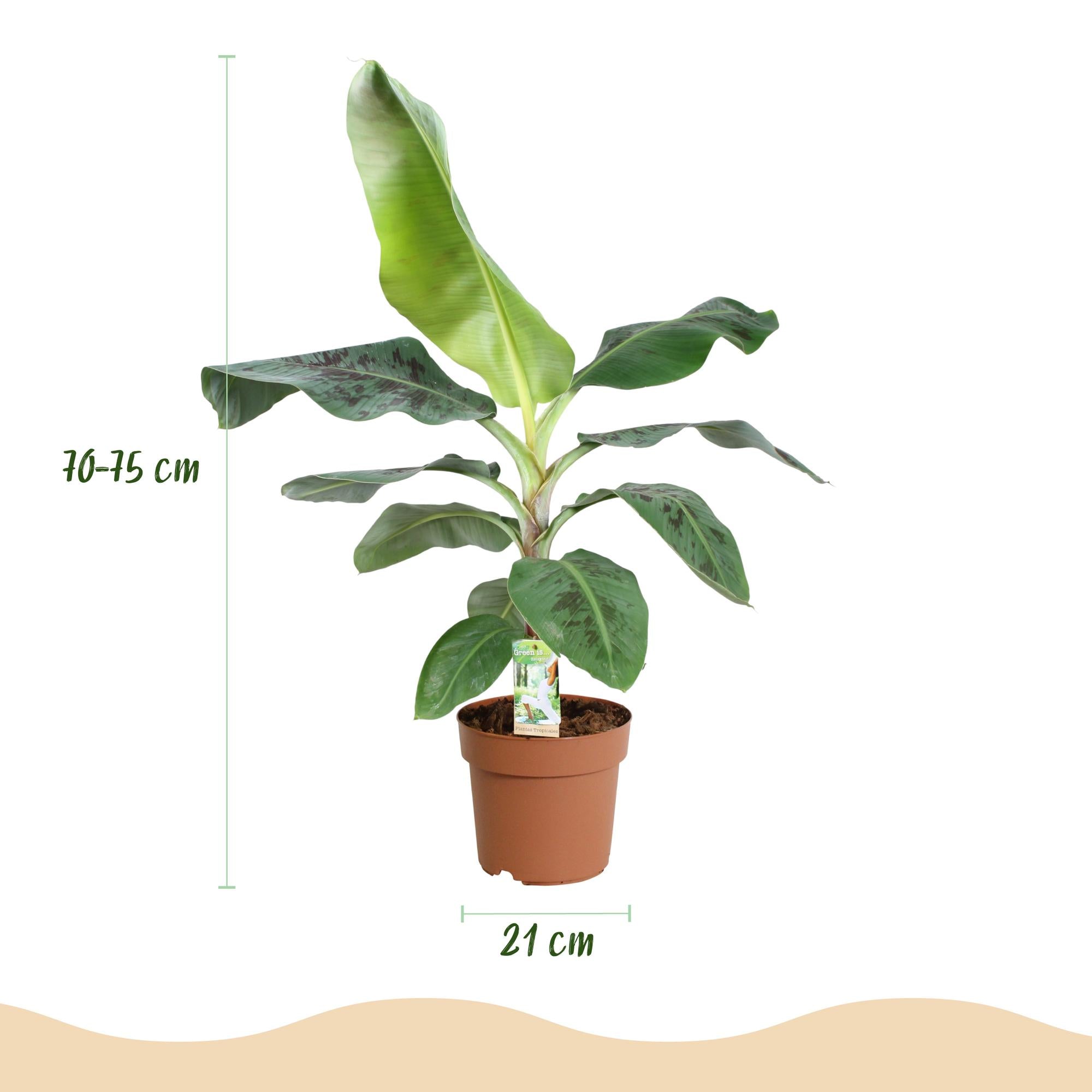 Musa acuminata Dwarf Cavendisch - Bananenplant - met Potter Wit - Pot 21cm - Hoogte 70-75cm