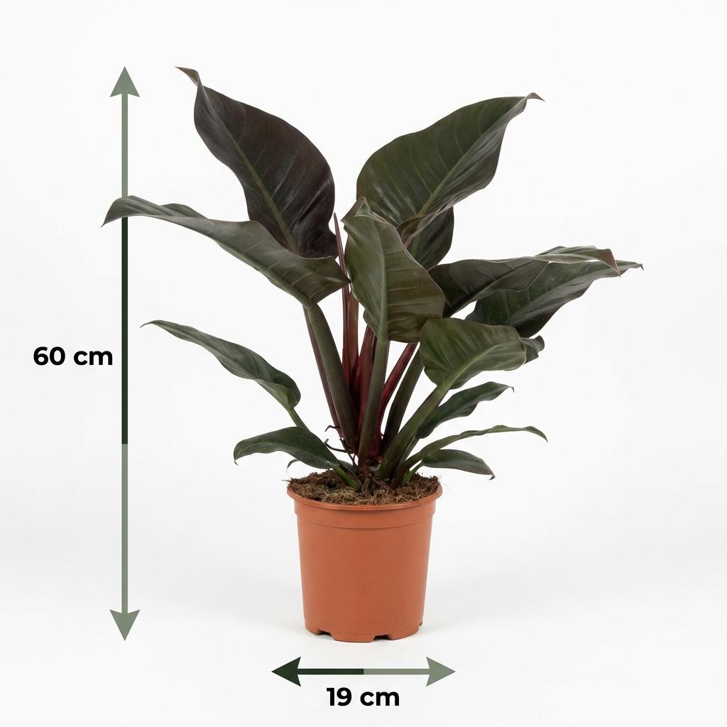Philodendron Imperial Red - Rood - Weinig onderhoud - 1 Plant - Pot 19cm - Hoogte 60cm