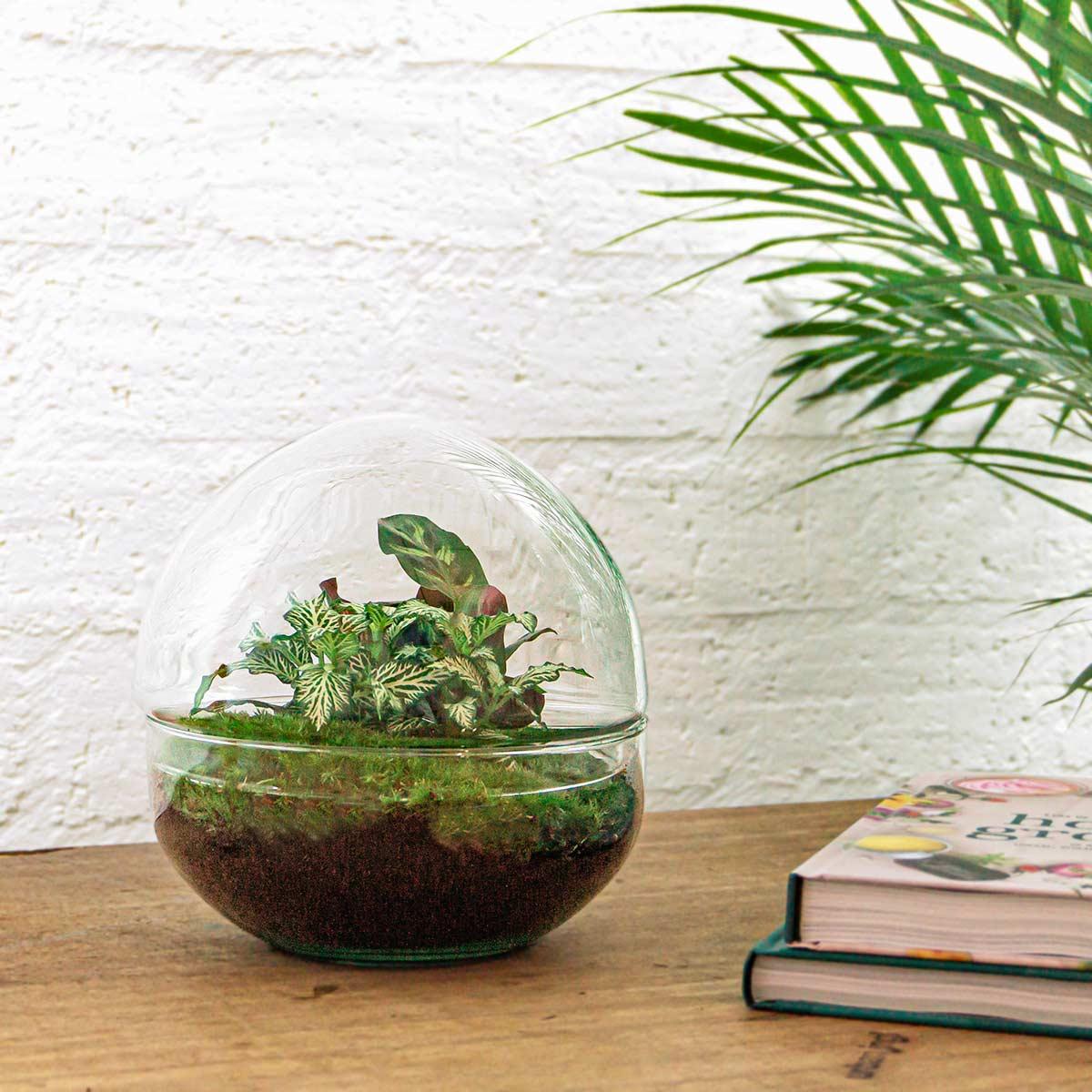 Terrario fai da te - Cupola - ↕ 20 cm - Rastrello + Pala + Pinzetta