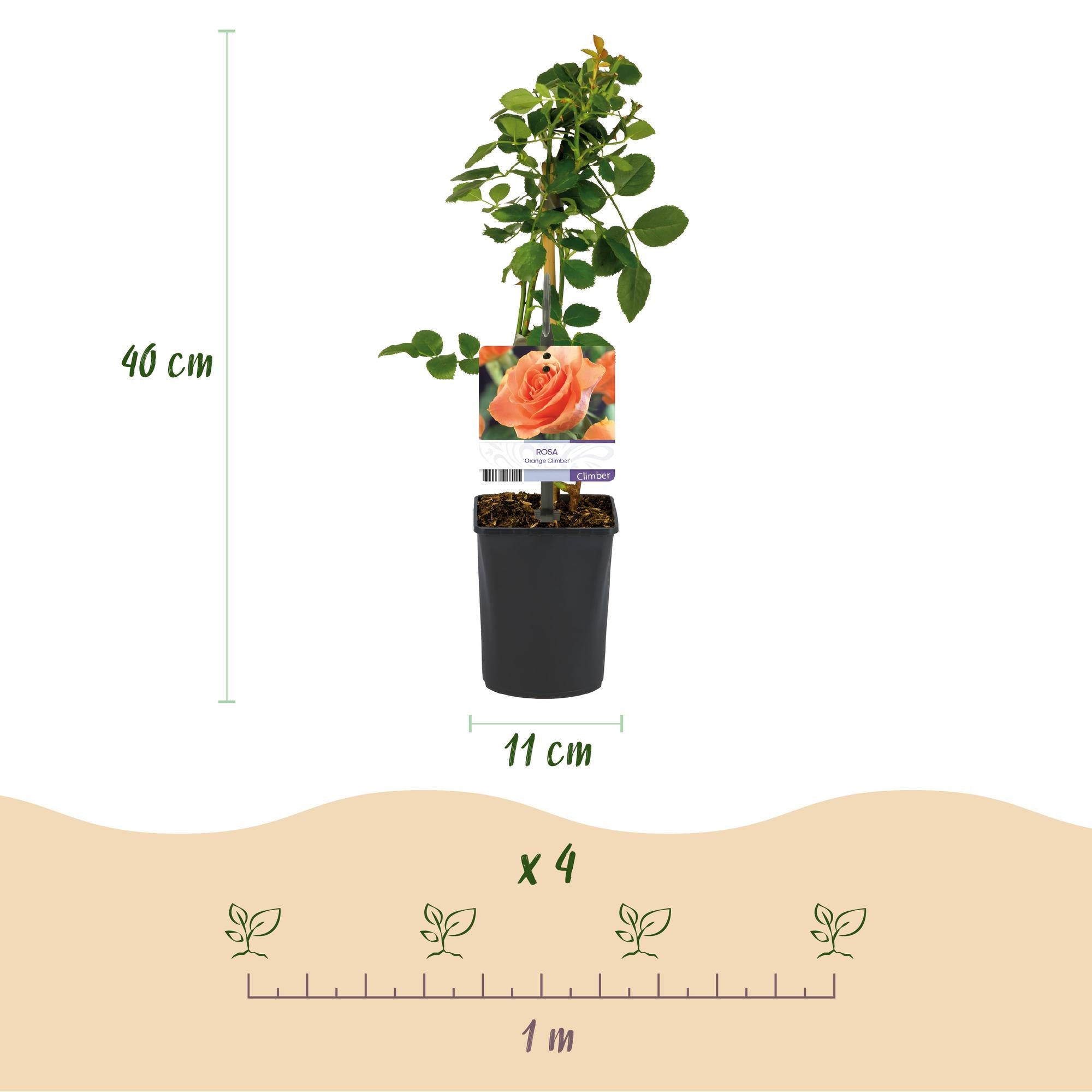 Green boutiQ - Kletterrose - Rosa Orange Climber - Blüte Orange - Pflegeleicht - 2 Pflanzen - Topf 11cm Höhe 40cm