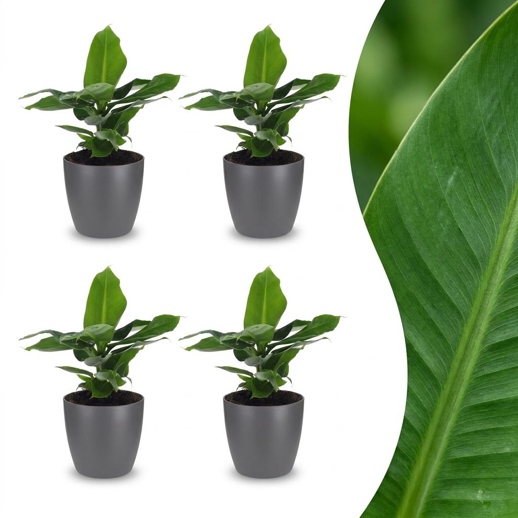 Musa Oriental Dwarf - Dwergbanaan - 4x - met Potter Grijs - Pot 12cm - Hoogte 30cm