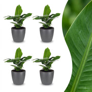 Musa Oriental Dwarf - Dwergbanaan - 4x - met Potter Grijs - Pot 12cm - Hoogte 30cm