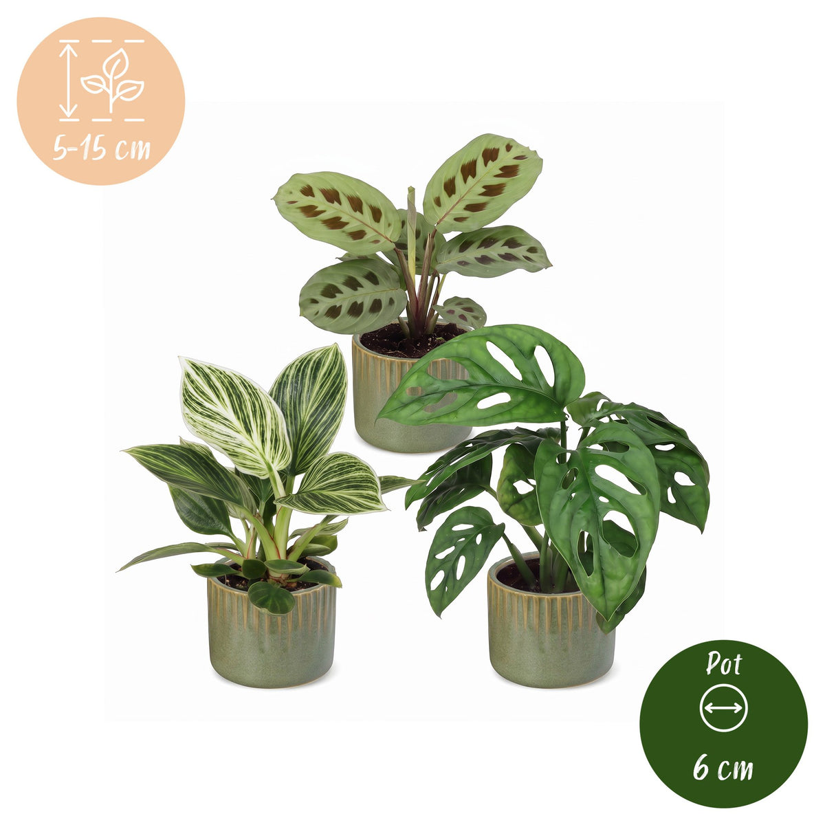 Baby Plants Surprise Box 3x - Verrassingsbox kleine planten - Diversen - Tropisch - incl. Linnea Olive - Ø6cm - ↕5-15cm
