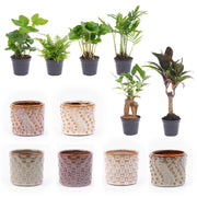 Mini set di 6 piante - Incluso set di vasi Madrid