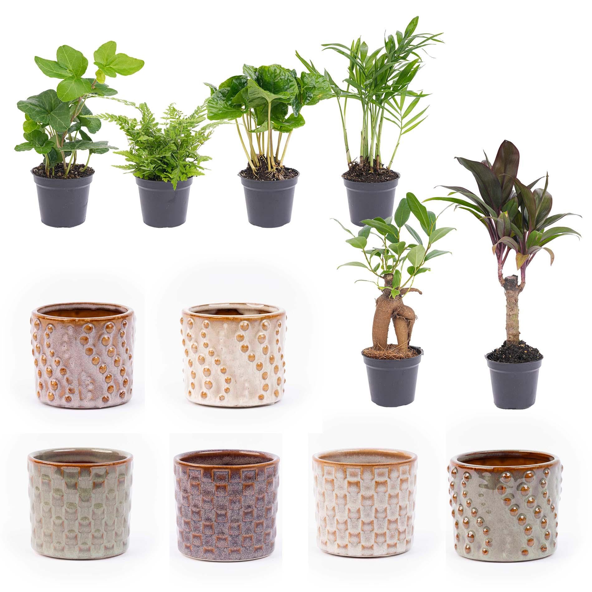 Mini set di 6 piante - Incluso set di vasi Madrid