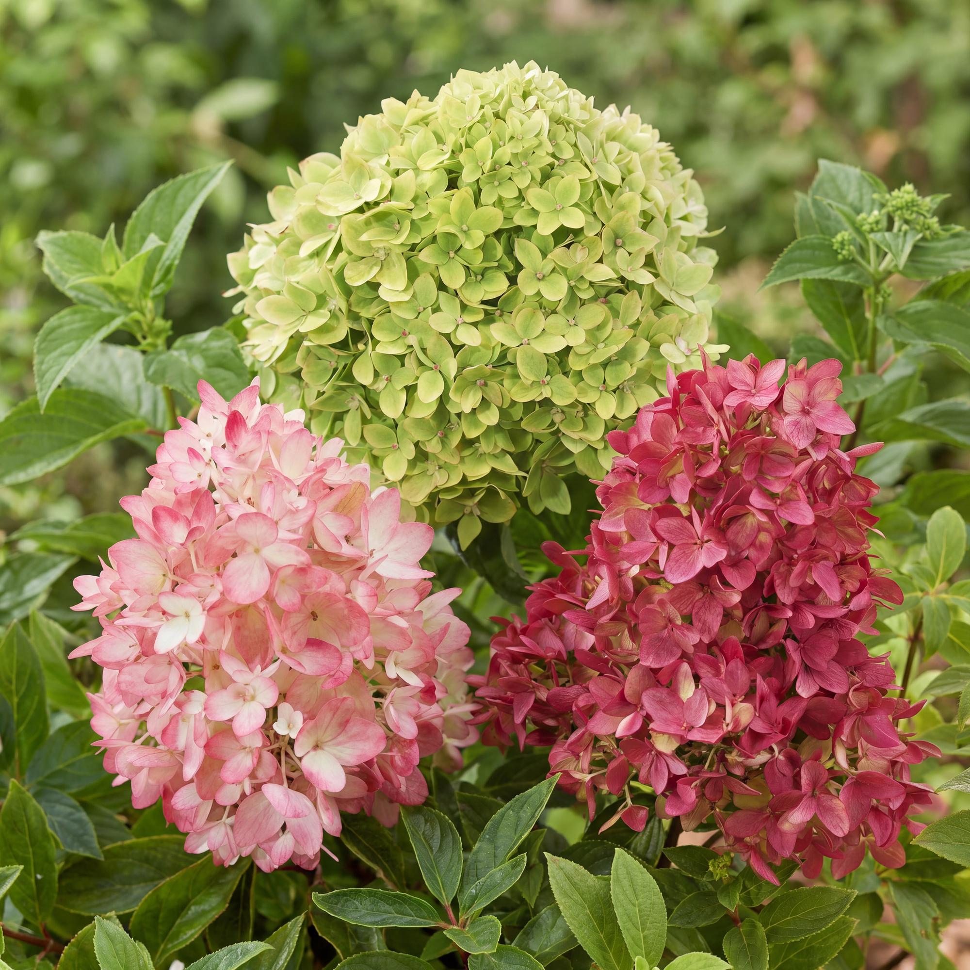 Hydrangea panniculata Groundbreaker Blush -Greeny - Ruby - Pluimhortensia - Compact - Roze-Groen-Rood - 3 Planten - Pot 14cm - Hoogte 20-25cm
