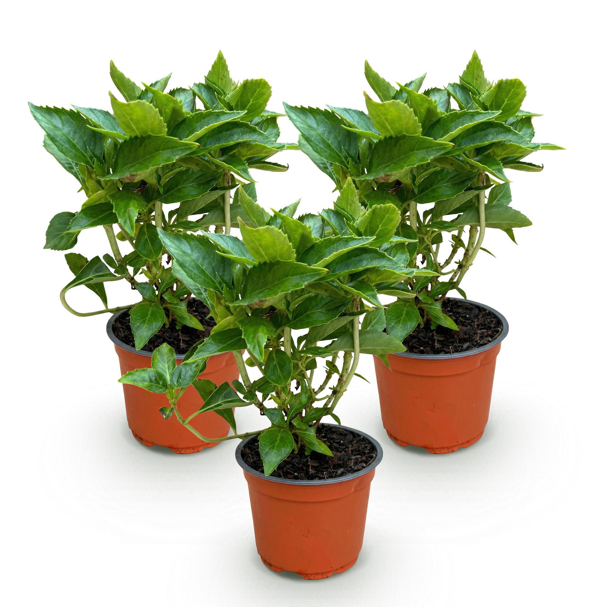 Hydrangea macrophylla Blauw - Hortensia - Winterhard - Blauw - 3 Planten - Pot 12cm - Hoogte Hoogte 20-30cm