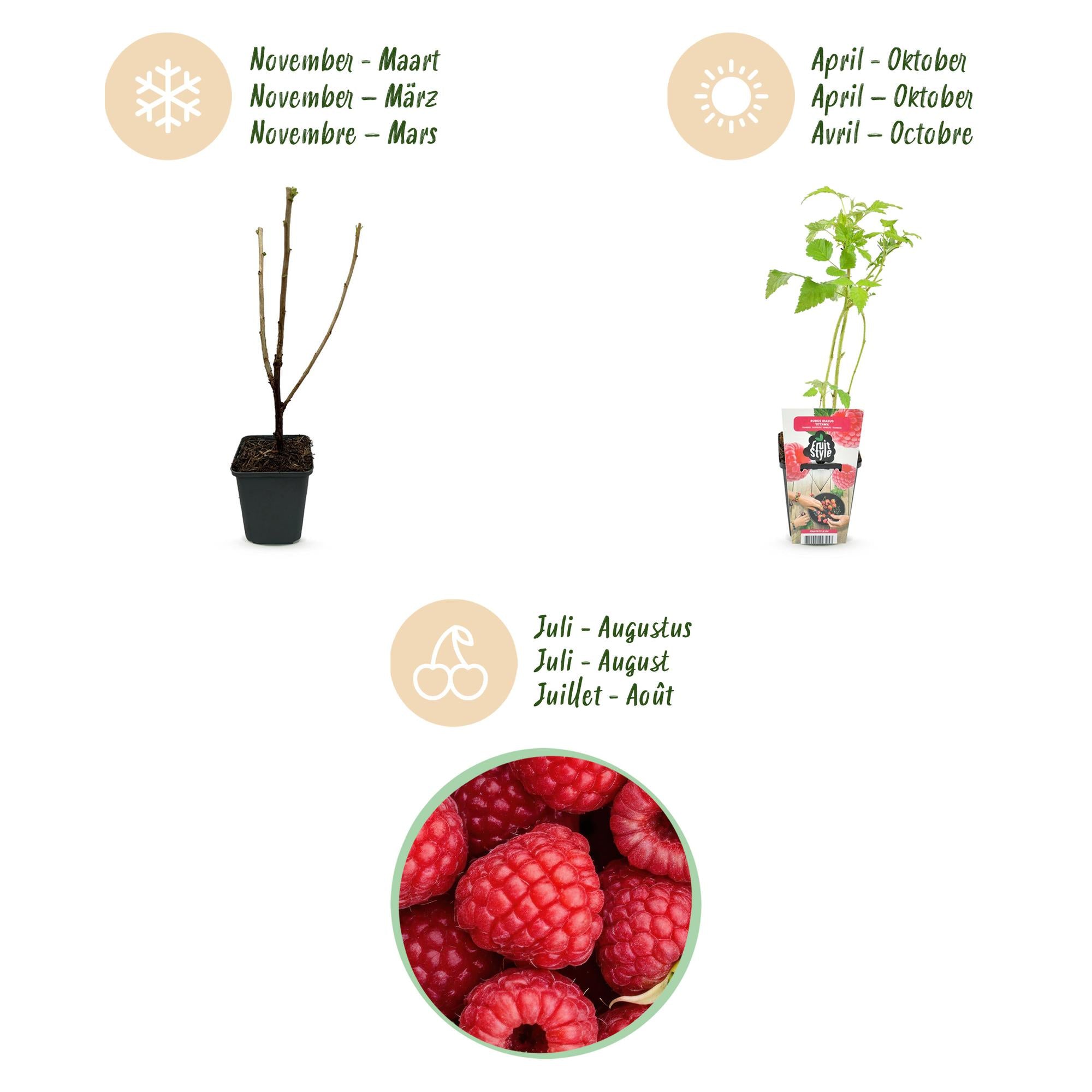 Framboos - Rubus idaeus Ottawa - Winterhard - 3 Planten - Pot 9 cm - Rode Framboos
