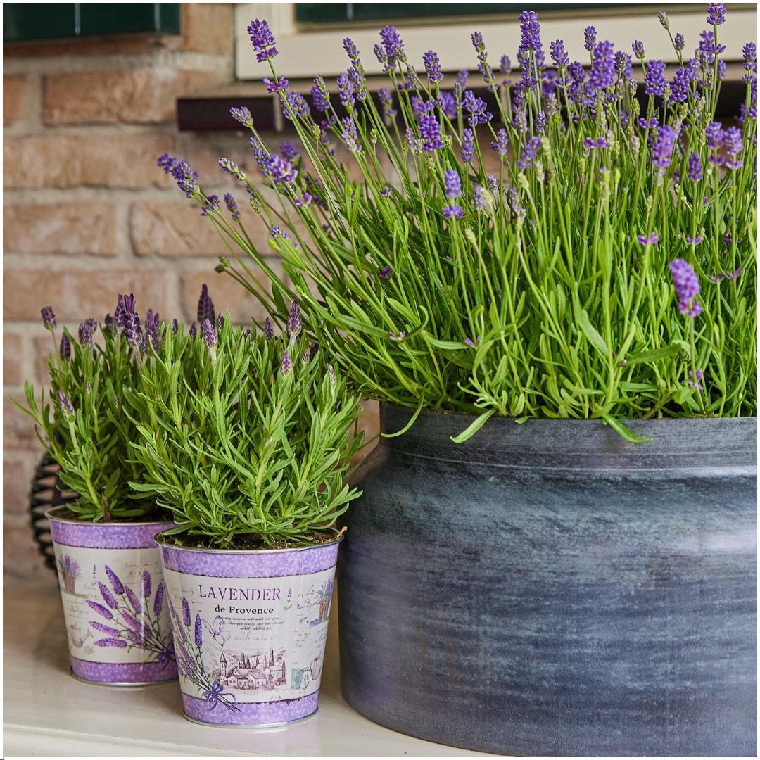 Plants by Frank – Lavandula stoechas Anouk® im dekorativen Topf „Lavendeldruck“ – 13 cm Topf – Set mit 3 französischen Lavendelpflanzen im dekorativen Topf