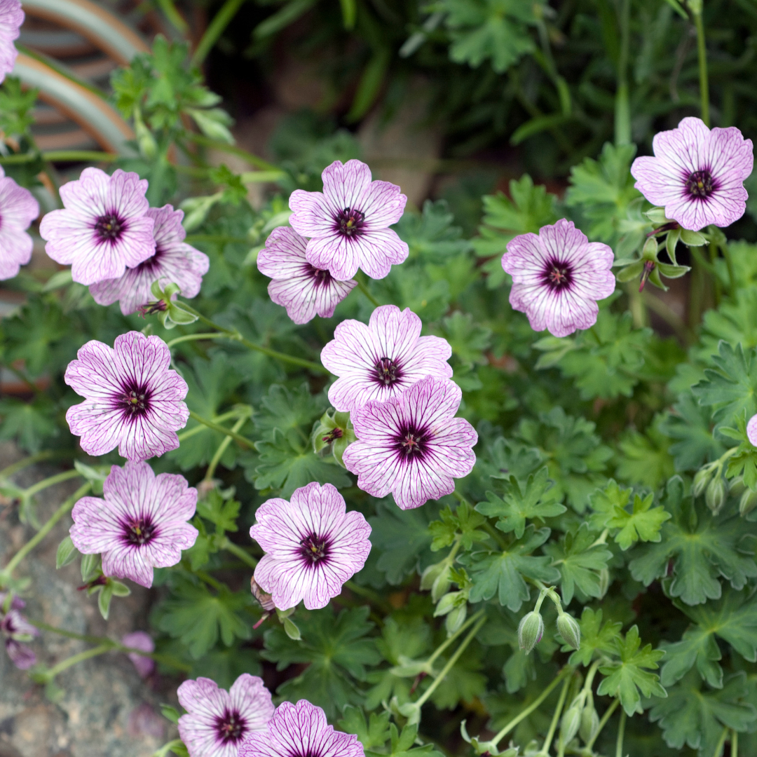 12x Geranium cin. 'Ballerina' - ↕10-25cm - Ø9cm