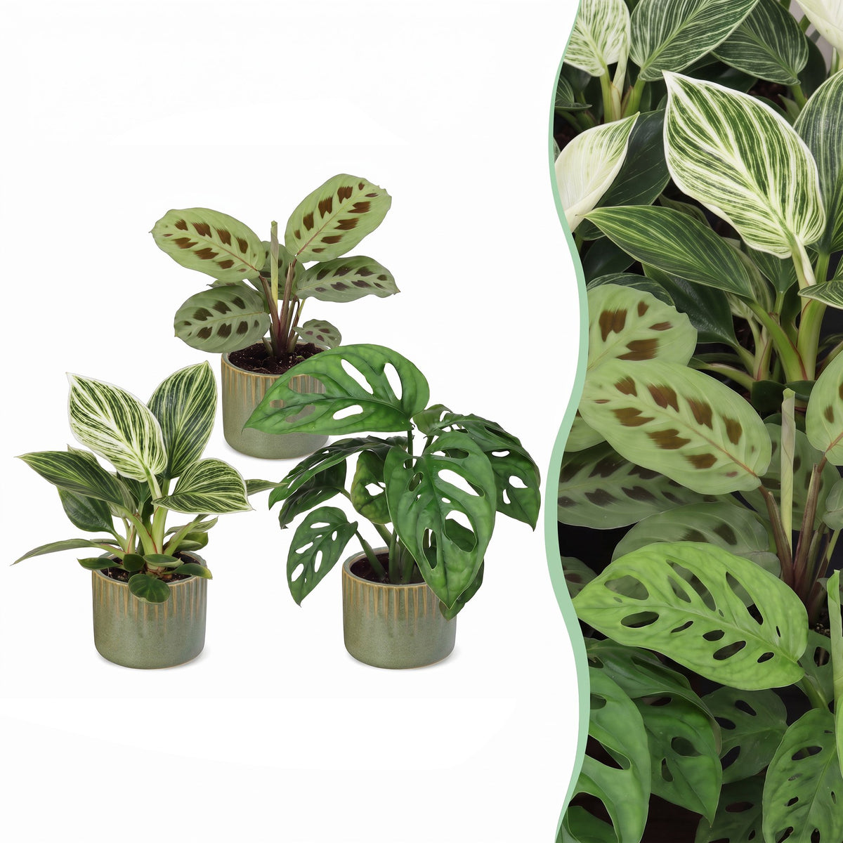 Baby Plants Surprise Box 3x - Verrassingsbox kleine planten - Diversen - Tropisch - incl. Linnea Olive - Ø6cm - ↕5-15cm