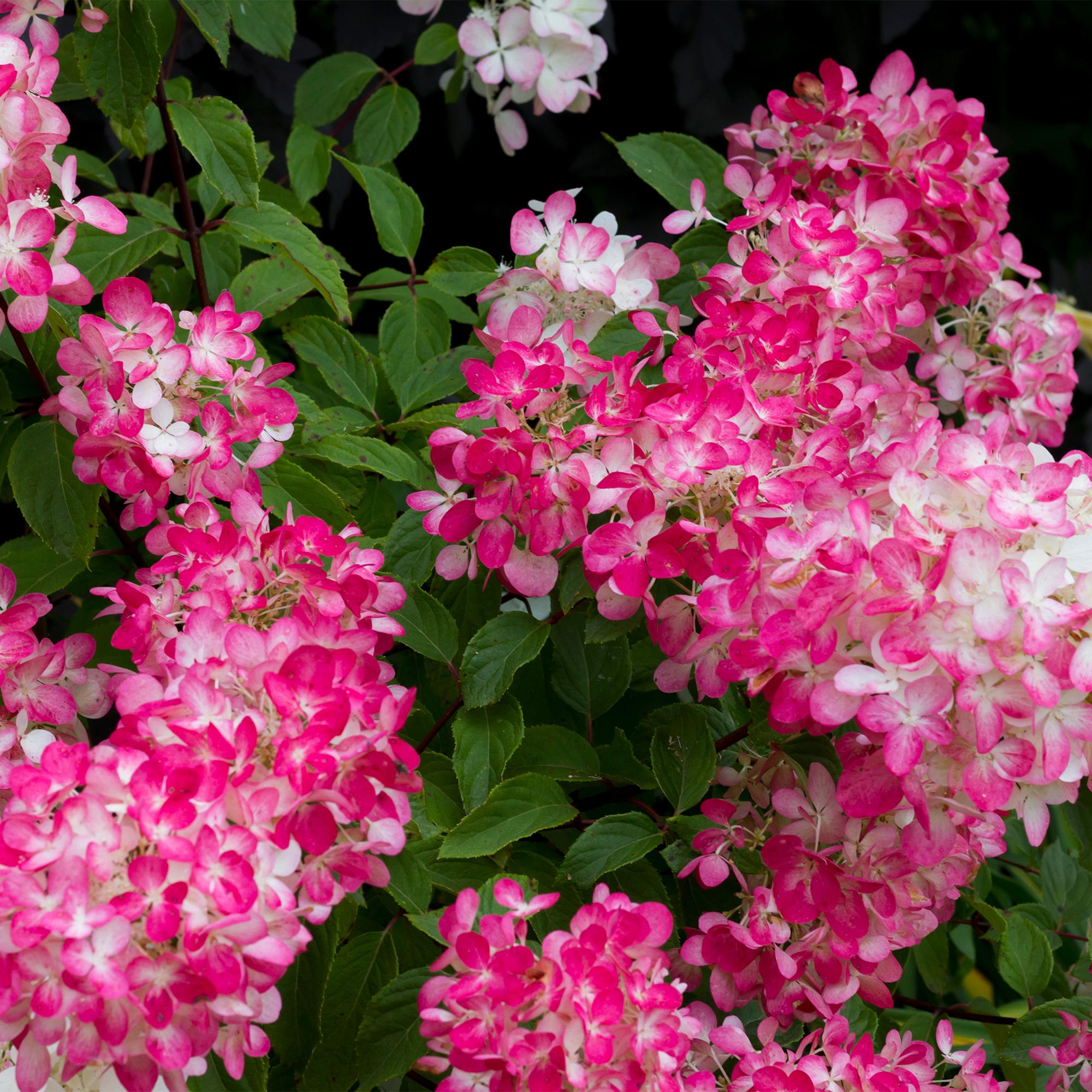 Green boutiQ – Federhortensie (Hydrangea panniculata 'Pink Diamond') – Blütenfarbe: Weiß-Rosa – 3 Pflanzen – 1 m² – Laubabwerfend – Große Blüten – Topf: 17 cm, Höhe: 50 cm