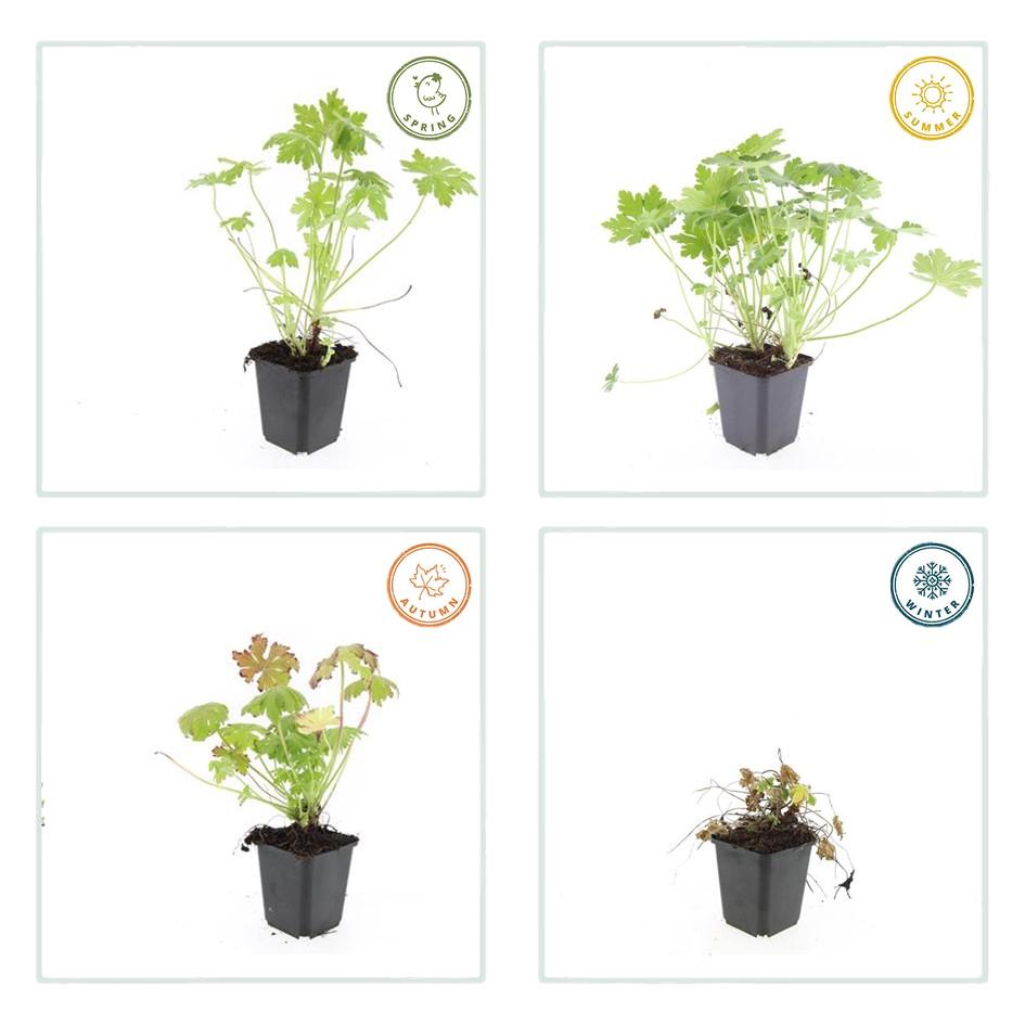 60x Geranium macrorrhizum - ↕10-25cm - Ø9cm