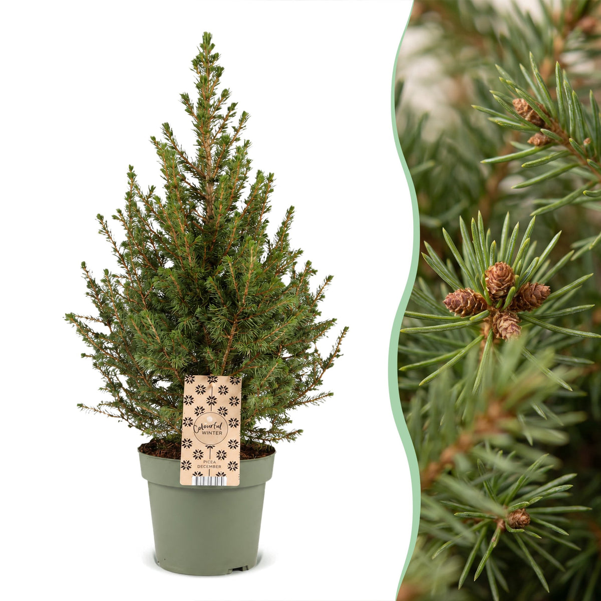 Picea glauca Conica - 2x Kegelspar - Groen - Kerstboom - Ø17cm - ↕65cm