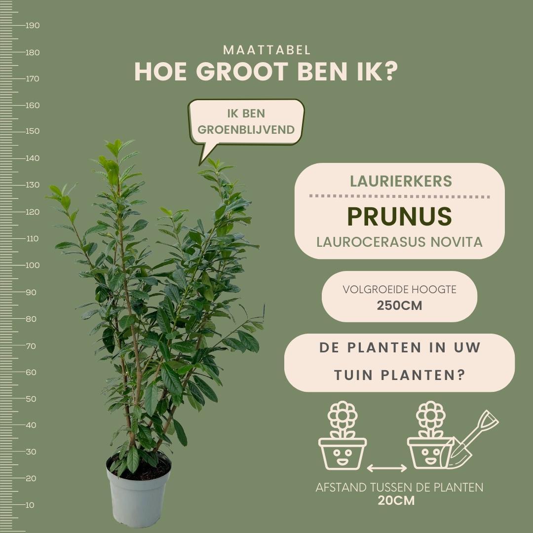 Große Kirschlorbeerpflanzen Novita für 10 laufende Meter Hecke | - 15L - 20x | ↨ 125-150 cm