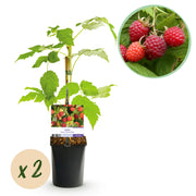 Framboos - Rubus idaeus Autumn Bliss  - Rode Framboos - 2 planten -  Pot 11cm Hoogte 40cm