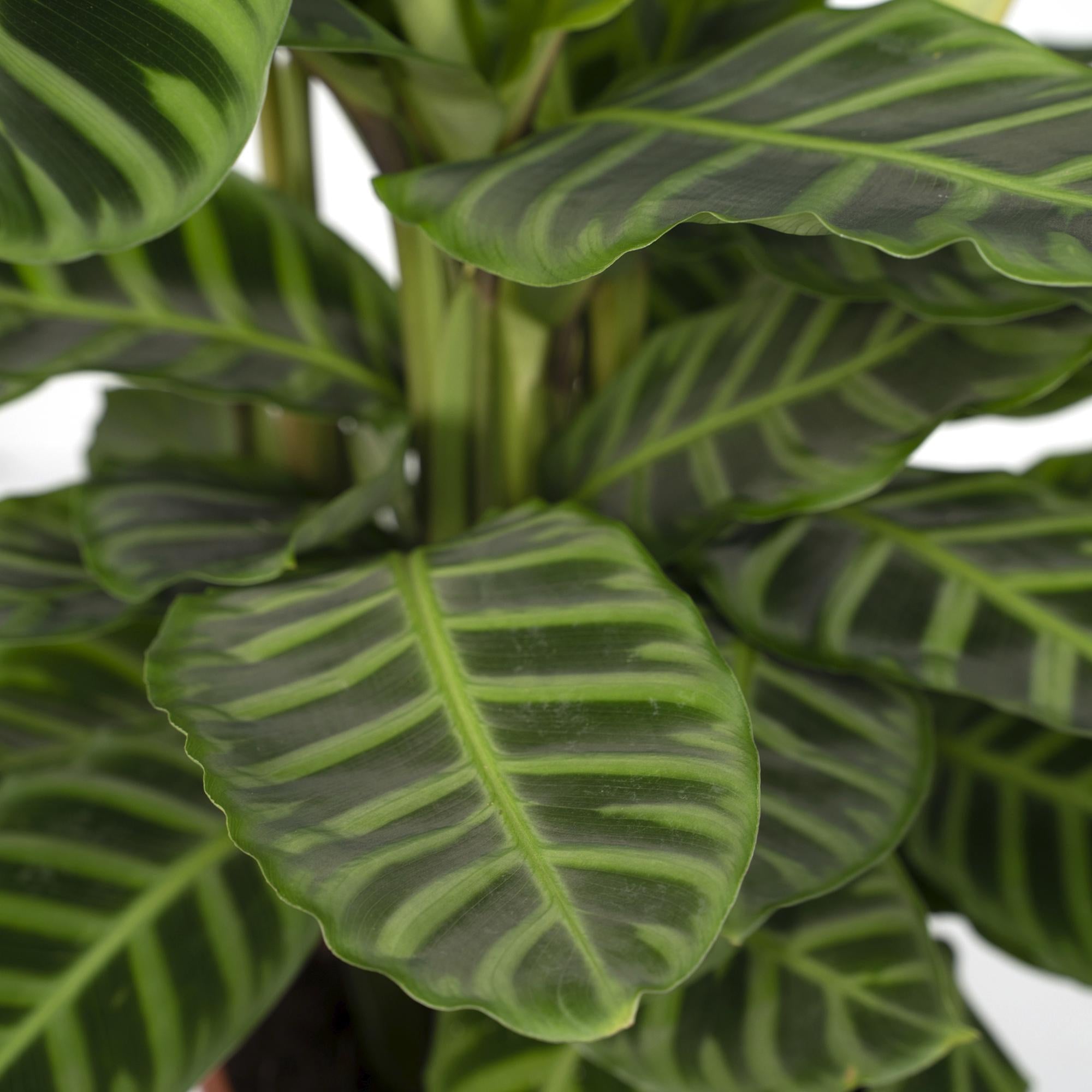 Calathea Zebrina - Pianta di pavone - Ø19cm - ↕80cm