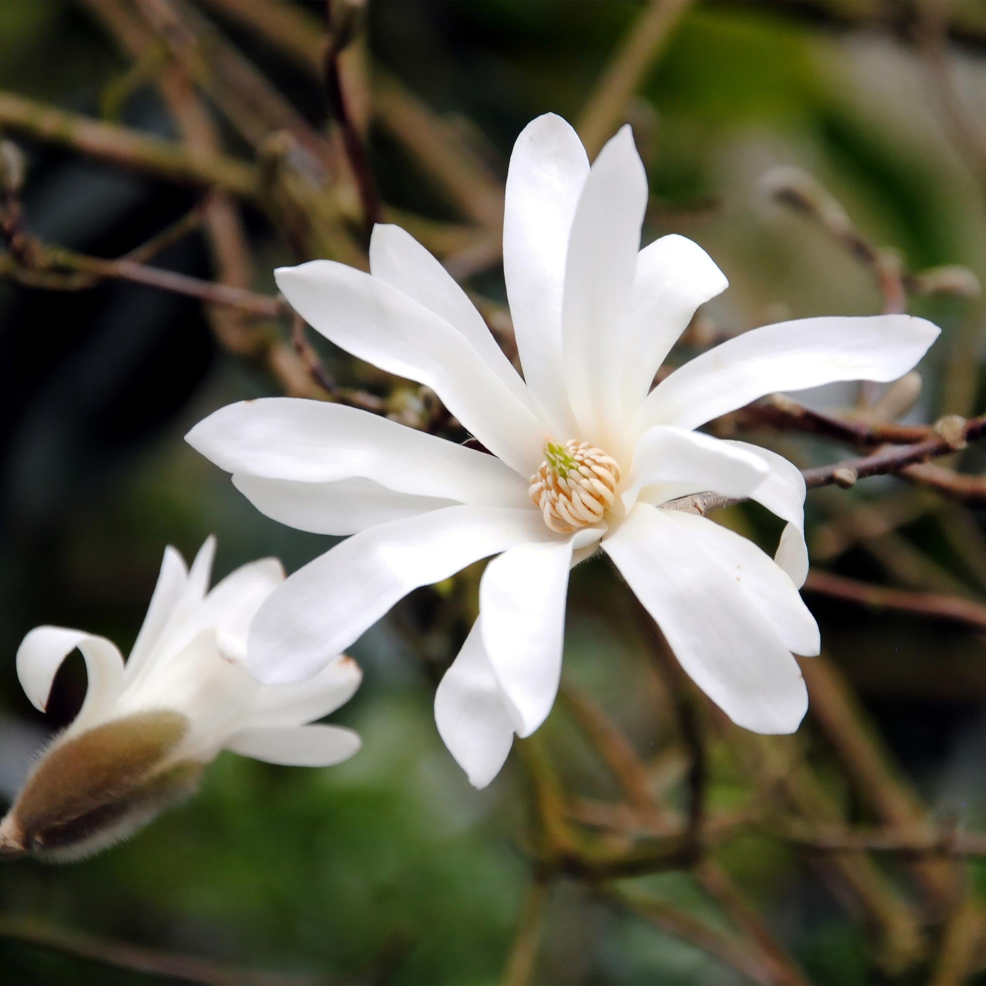 Magnolia stellata - Bloem Wit - 1 Plant - Bladverliezend - Weinig Onderhoud - Pot 12cm Hoogte 30cm