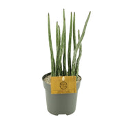 Senecio Stapeliaeformis - Ø10,5cm - ↕15cm