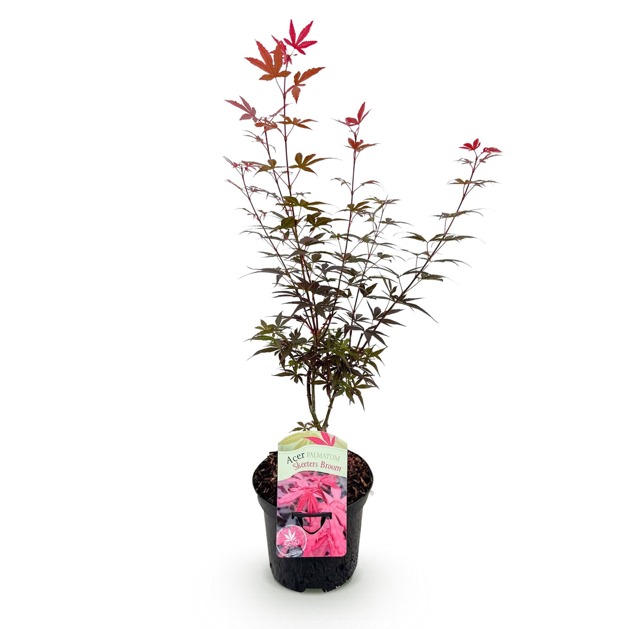 Japanse Esdoorn - Acer palmatum Skeetsers Broom - Paars - 1 Plant - Bladverliezend - Pot 19cm Hoogte 70cm