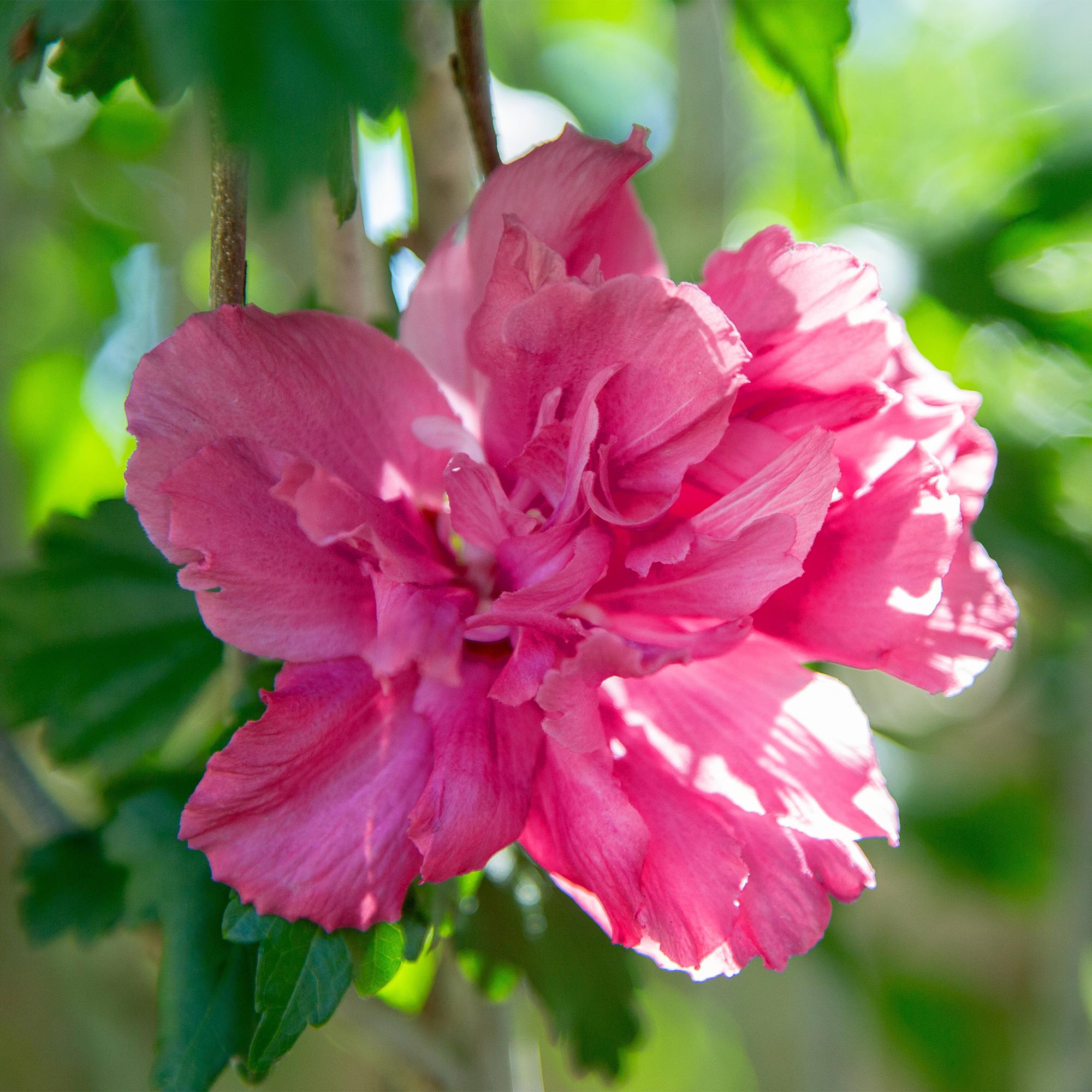 Hibiscus syriacus Magenta Chiffon® - Terras Plant - Bladverliezend - Winterhard - Roze Bloem - Pot 19cm Hoogte 90cm