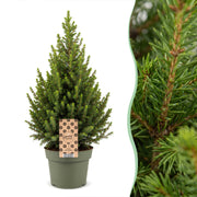 Picea glauca Conica - Kegelspar - Groen - Kerstboom - Ø19cm - ↕65cm