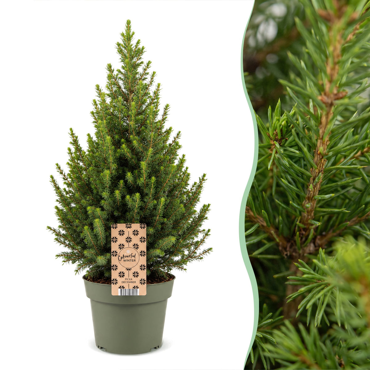 Picea glauca Conica - Kegelspar - Groen - Kerstboom - Ø19cm - ↕65cm