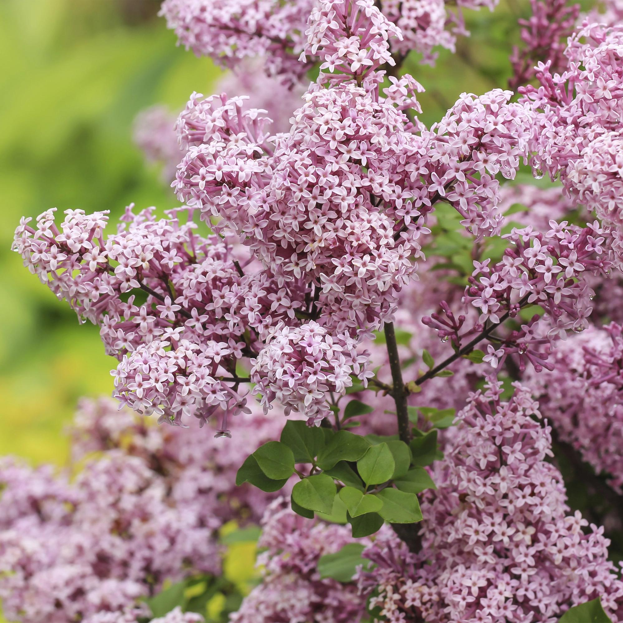 Syringa meyeri Palibin - Terras Plant - Bladverliezend - Winterhard- Paarse Bloem - Pot 19cm Hoogte 90cm
