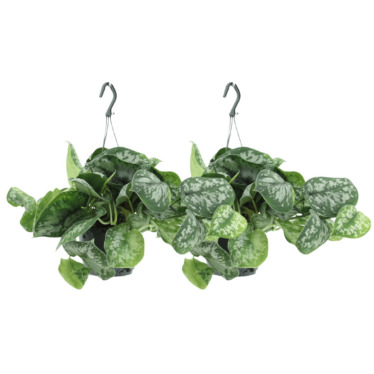 Scindapsus Pictus Trebie (Epipremnum) - 2 pezzi - Ø15cm - ↕25cm
