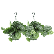 Scindapsus Pictus Trebie (Epipremnum) - 2 pezzi - Ø15cm - ↕25cm