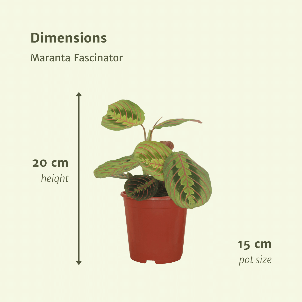Maranta Fascinator (Arrowroot) - 2 pezzi - Ø12cm - ↕20cm