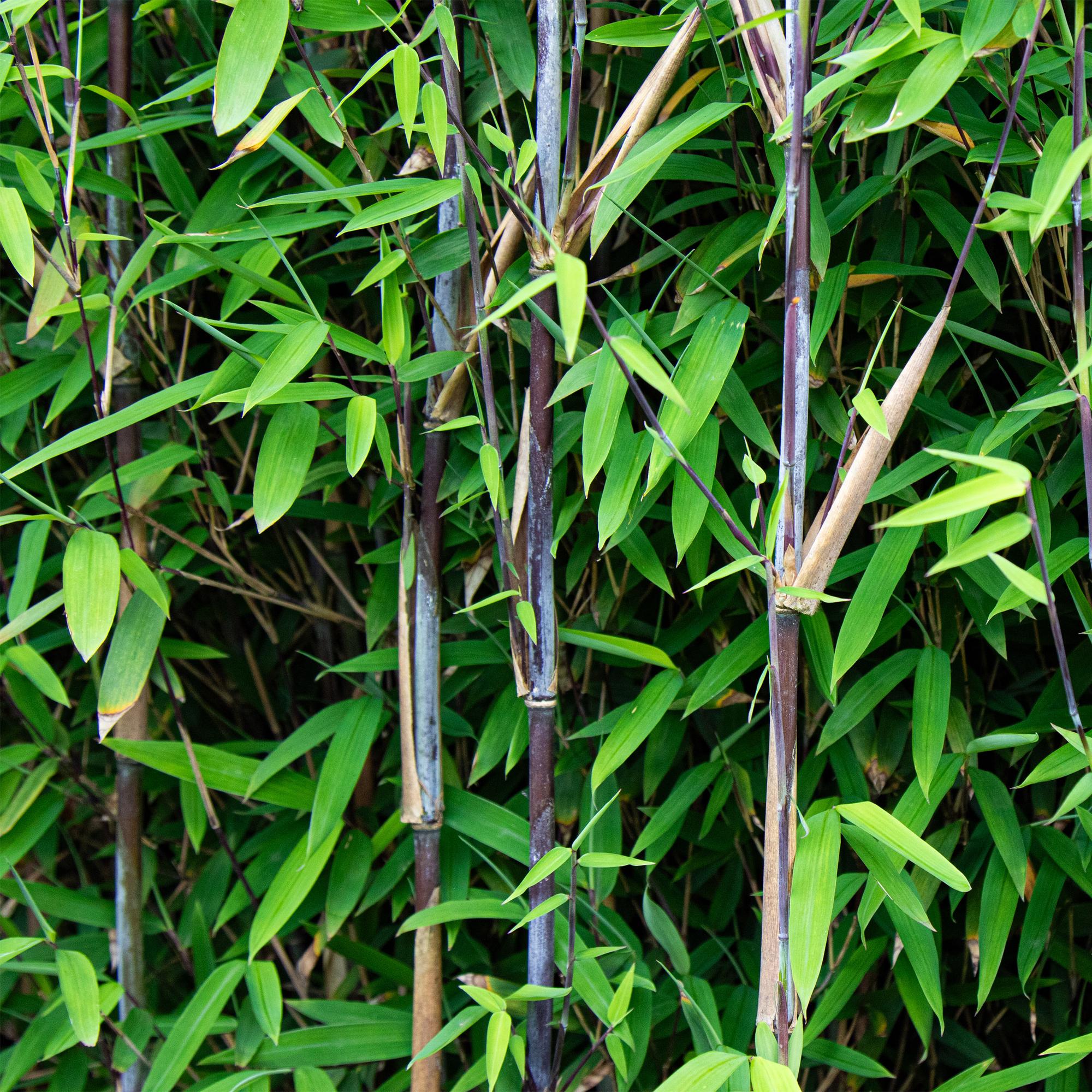 Fargesia nitida Black Dragon - Niet Woekerende Bamboe - Bladhoudend - Groen - 2 Planten - Pot 23 cm - Hoogte 80 cm