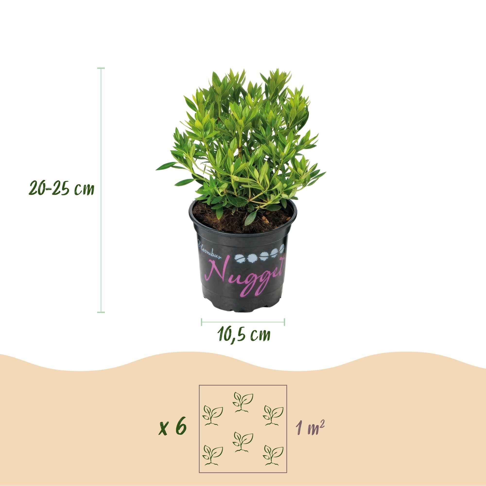 Dwerg Rhododendron - Rhododendron Bloombux Light Pink - Bloeiende Buxus - Weinig Onderhoud - Licht Roze Bloem - 3 Planten - Pot 10,5cm - Hoogte 20-25cm
