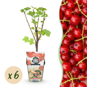 Rode Bes - Ribes rubrum Jonkheer van Tets  - Winterhard - 6 Planten - Pot 9 cm - Rode Bes